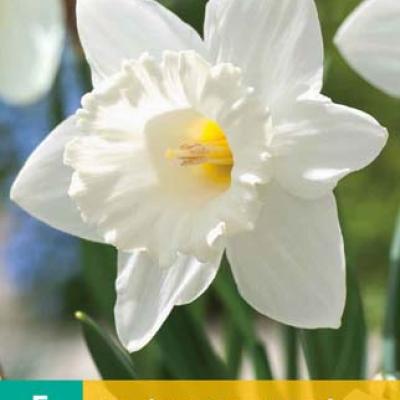 NARCISSUS MOUNT HOOD 12/14   5 st