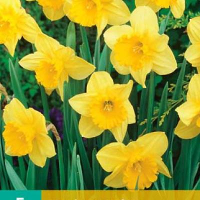 NARCISSUS CARLTON 12/14   5 st