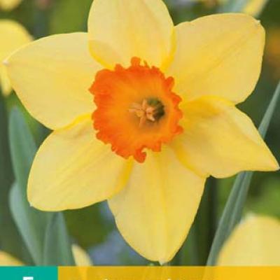 NARCISSUS RED DEVON 12/14   5 st