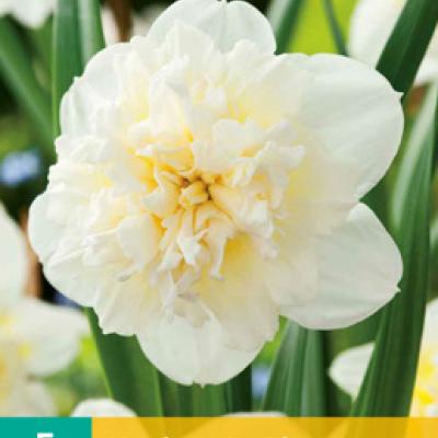 NARCISSUS ICE KING 12/14   5 st