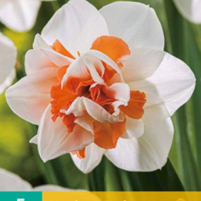 NARCISSUS REPLETE 12/14   5 st