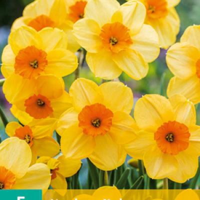 NARCISSUS KEDRON 12/14   5 st