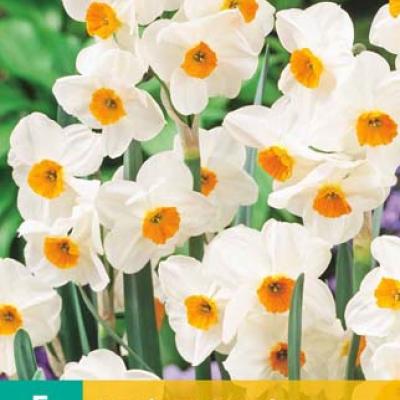 NARCISSUS GERANIUM 12/14   5 st