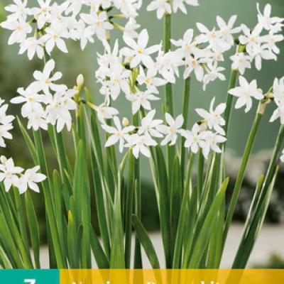 POTNARCIS PAPERWHITE 15/16  3 st