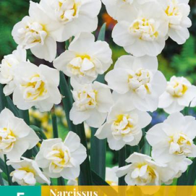 NARCISSUS SIR WINSTON CHURCHILL 12/14  5 st