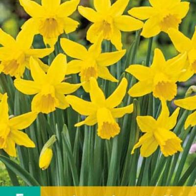 NARCISSUS FEBRUARY GOLD 12/14  5 st