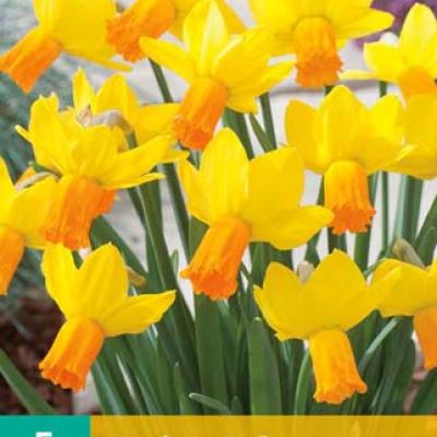 NARCISSUS JETFIRE 12/14  5 st