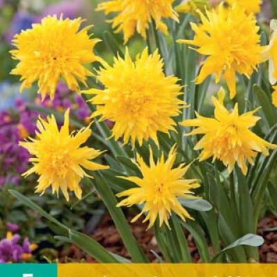 NARCISSUS RIP VAN WINKLE 10/12  5 st