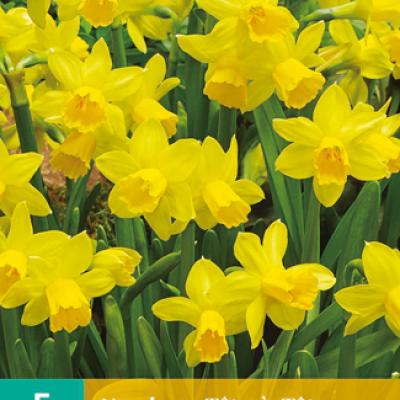 Narcissus Tête-ä-tête 11/12   5 st