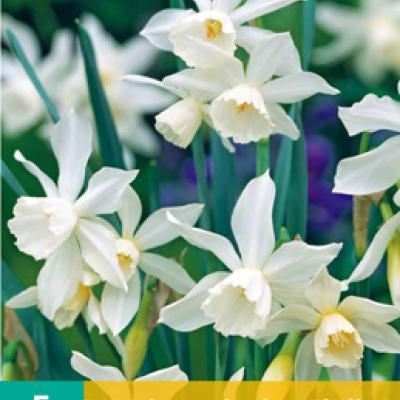 NARCISSUS TRIANDRUS THALIA 10/12   5 st