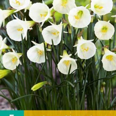 NARCISSUS WHITE PETTICOAT 6/8  5 st