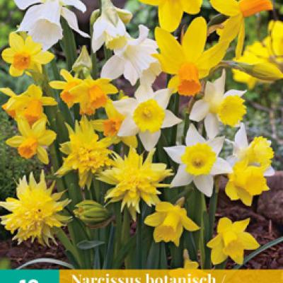 NARCISSUS BOTANISCH MIX 10/12   10 st.