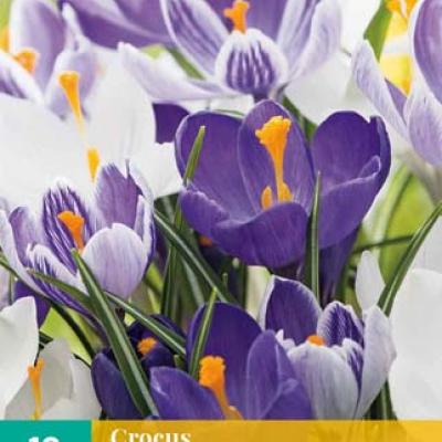 CROCUS BLAUW - WIT MIX 8/9   10 st.