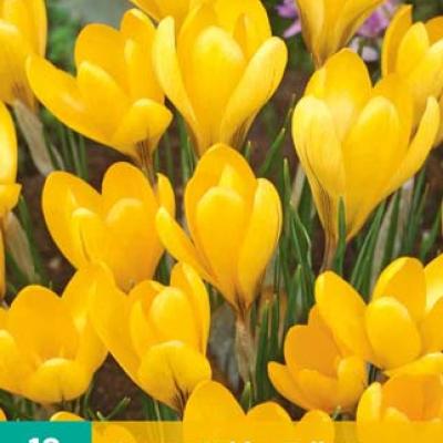 CROCUS GOLDEN YELLOW 8/9   10 st.