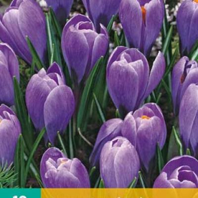 CROCUS GRAND MAÎTRE 8/9   10 st.