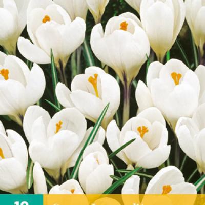 CROCUS JEANNE DARC 8/9   10 st.