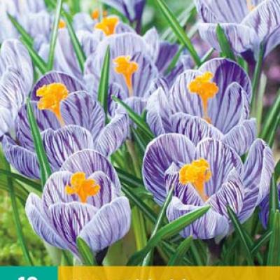 CROCUS PICKWICK 8/9   10 st.