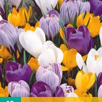 CROCUS GROOTBLOEMIG MIX 8/9   10 st.