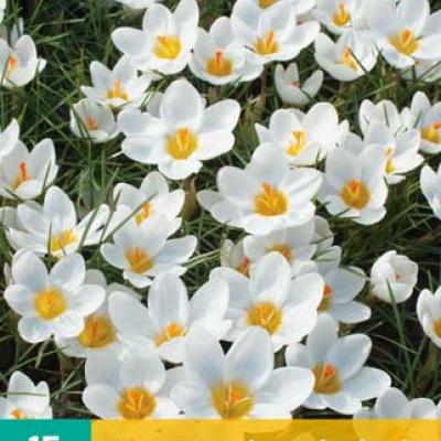CROCUS ARD SCHENK 5/+   15 st.