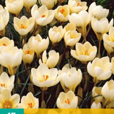 CROCUS CREAM BEAUTY 5/+   15 st.