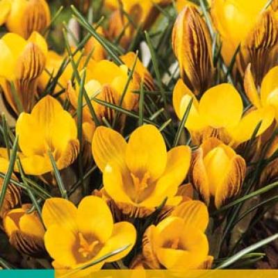 CROCUS FUSCOTINCTUS 5/+   15 st.