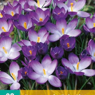 CROCUS RUBY GIANT 5/+  20 st