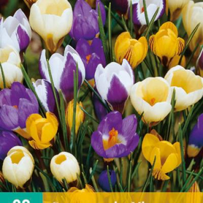 CROCUS SPECIES MIX 5/+   20 st