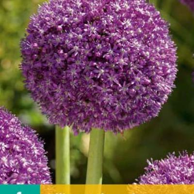 ALLIUM AMBASSADOR 1x bol 18/20
