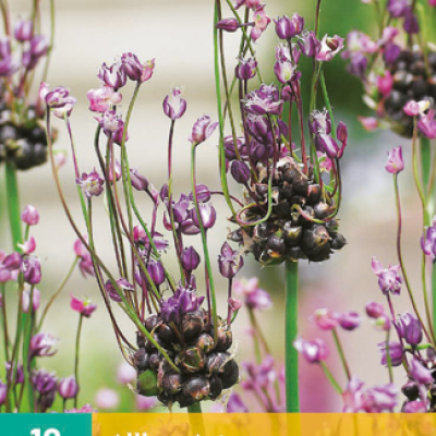 ALLIUM ART 5/+   10 st.