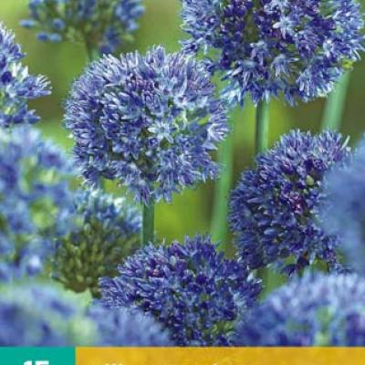 ALLIUM CAERULEUM 4/5   15 st.