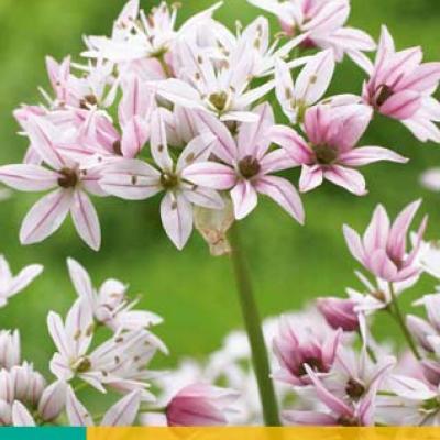 ALLIUM CAMELEON 4/+   10 st.