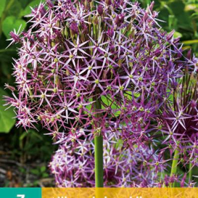 ALLIUM CHRISTOPHII 12/14   3 st