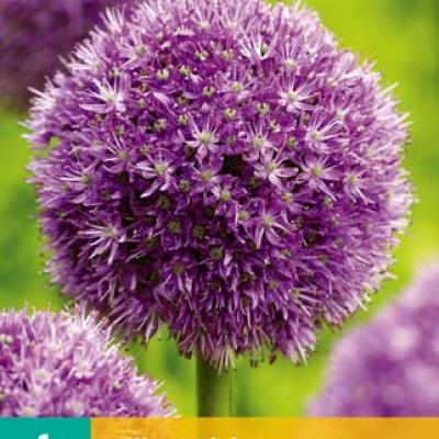 ALLIUM GLOBEMASTER 1x bol 18/20