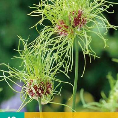 ALLIUM HAIR 5/+   10 st.