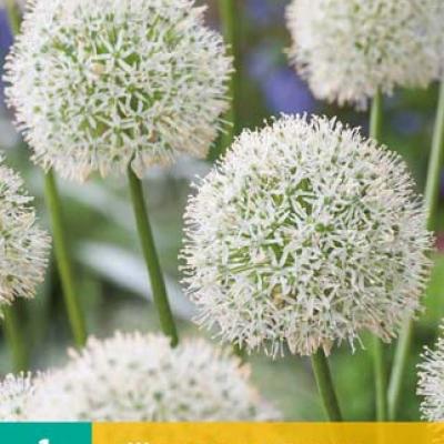 ALLIUM MOUNT EVEREST 1x bol 20/+