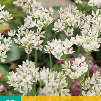 ALLIUM NEAPOLITANUM 4/+   25 st