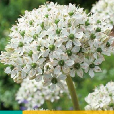 ALLIUM NIGRUM 10/12  5 st