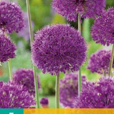 ALLIUM PURPLE SENSATION 12/14   5 st