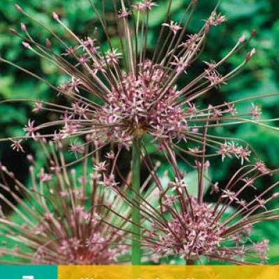 ALLIUM SCHUBERTII 10/12   3 st
