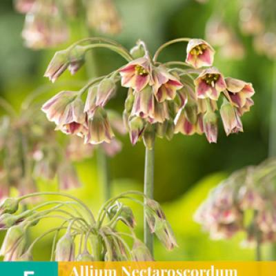 ALLIUM NECTAROSCORDUM SICULUM 10/12   5 st