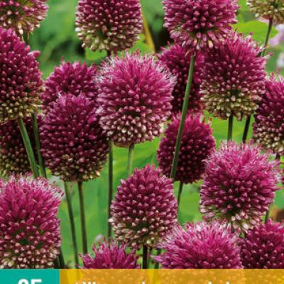 ALLIUM SPHAEROCEPHALON 5/6  25 st