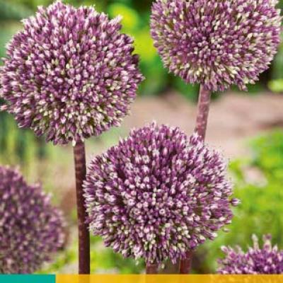 ALLIUM SUMMER DRUMMER 12/+  3 st