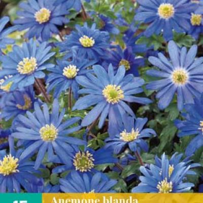 ANEMONE BLANDA BLUE SHADES 5/+   15 st.