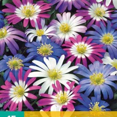 ANEMONE BLANDA MIX 5/+   15 st.