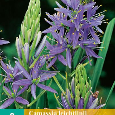 CAMASSIA LEICHTLINII CAERULEA 14/+   2 st