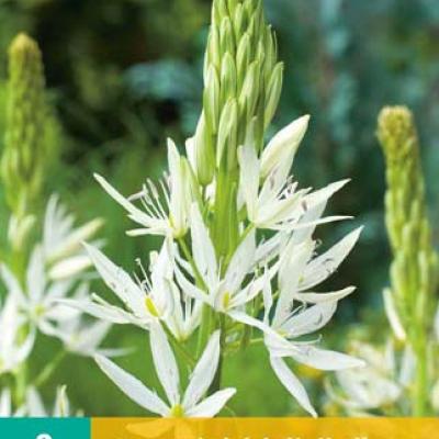 CAMASSIA LEICHTLINII ALBA 14/+   2 st