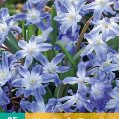 CHIONODOXA LUCILIAE 5/+   25 st.