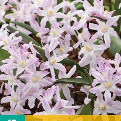 CHIONODOXA PINK GIANT 5/6   15 st.