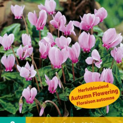 CYCLAMEN HEDERIFOLIUM NJ 13/15   2 st