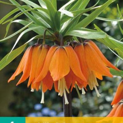 FRITILLARIA AURORA 1x bol 20/24